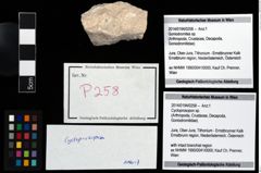 Foto (Objekt + Etikett) von Cycloprosopon sp.  (NHMW-GEO-2014-0194-0258)